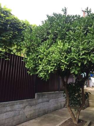 Гостевой дом Guest house Abkhazia in Gagra Гагра Двухместный номер с 1 кроватью и собственной ванной комнатой-1