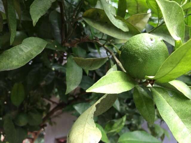 Гостевой дом Guest house Abkhazia in Gagra Гагра-15